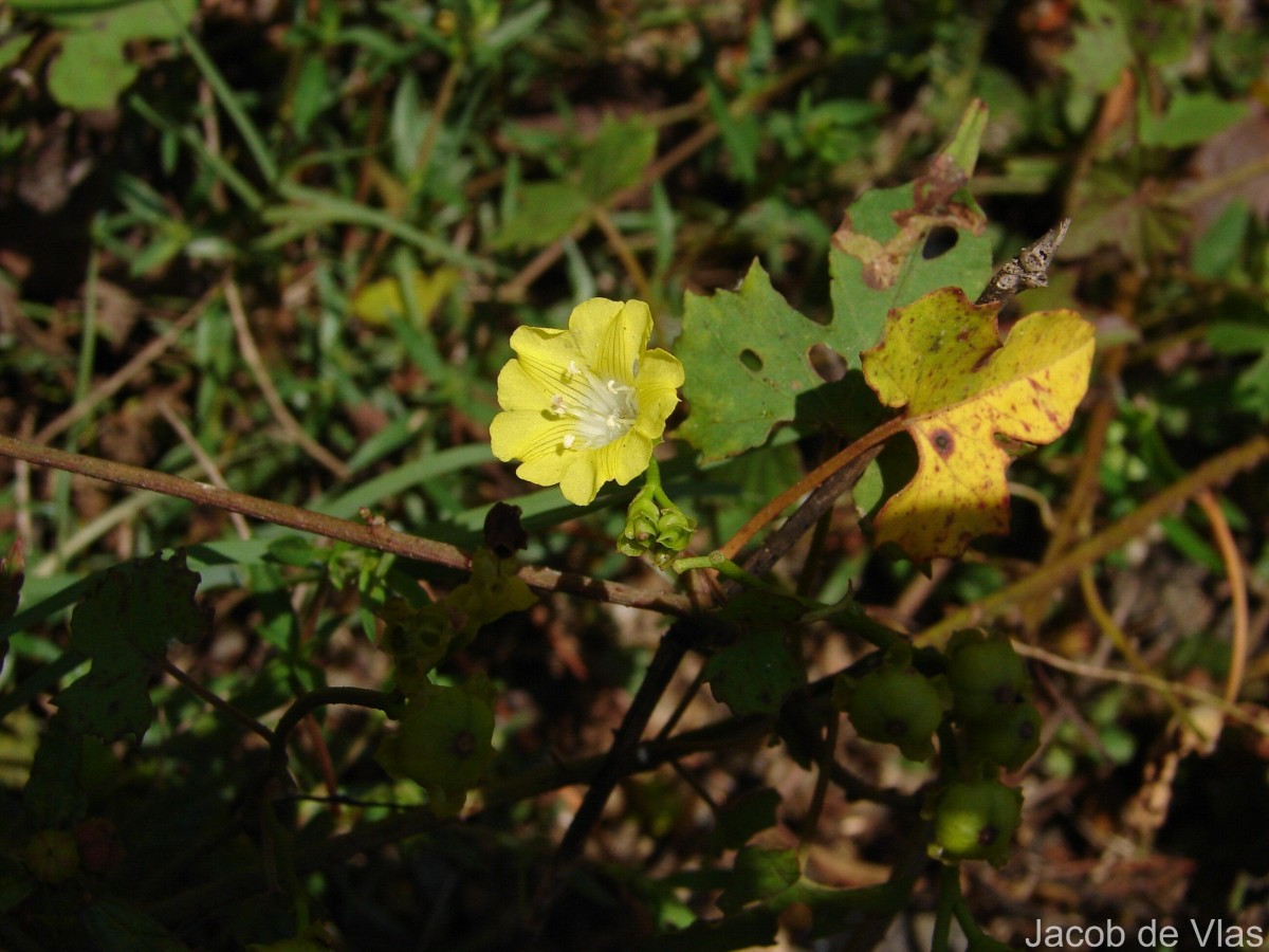 Merremia hederacea (Burm.f.) Hallier f.